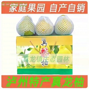 2025新鲜采摘真龙柚橙子柑蜜柚白心纯甜不酸沙田柚泸州合江特产