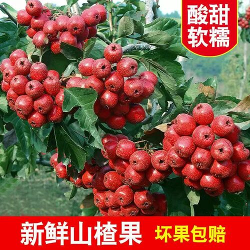 山西运城新鲜山楂果酸甜软糯红果当季现摘农家自产冰糖葫芦专用果