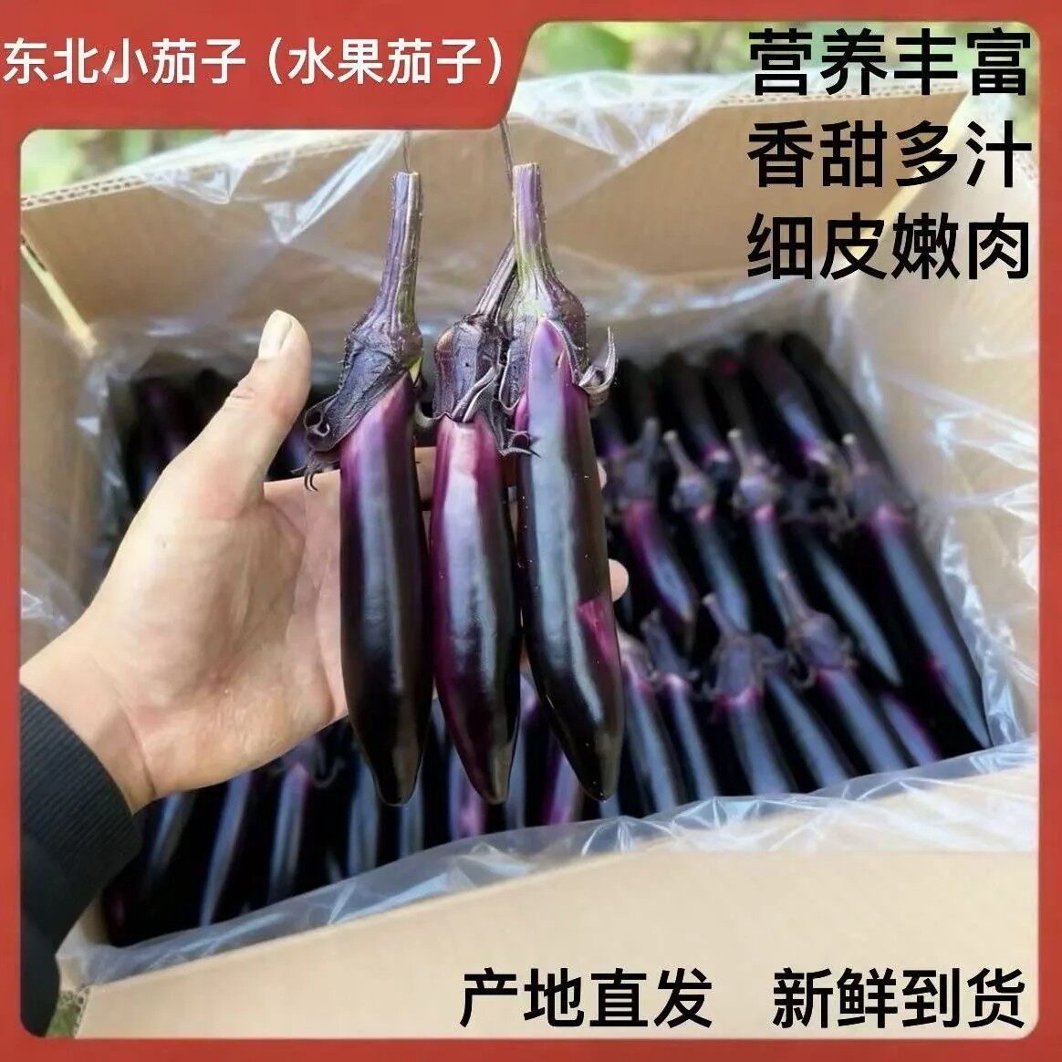 东北小茄子紫把紫裤划算腌制蒜茄子水果茄子新鲜应季蔬菜新鲜包邮