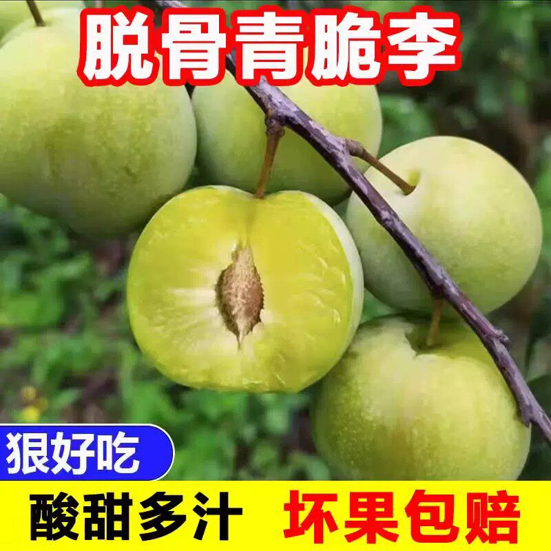 四川脱骨李子现货新鲜青脆李大果孕妇水果当季脆甜酸现摘整箱包邮