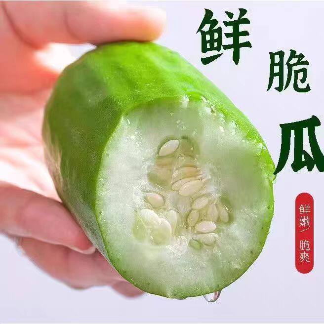 烧瓜捎瓜青龙瓜黄河脆瓜菜瓜八棱脆瓜老年人水果孕妇水果现摘
