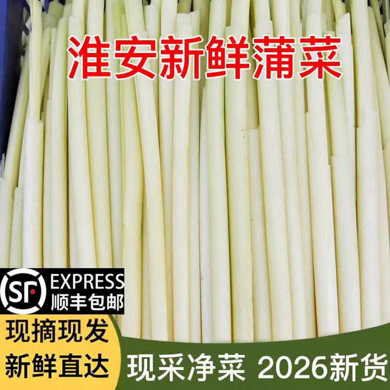 蒲菜3月份新鲜时令野菜茭白淮安特产蒲笋蒲儿菜净菜500克酒店