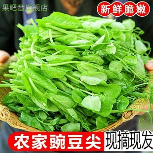 新鲜豌豆尖嫩豌豆苗龙须苗农家蔬菜青叶子菜豆苗特产