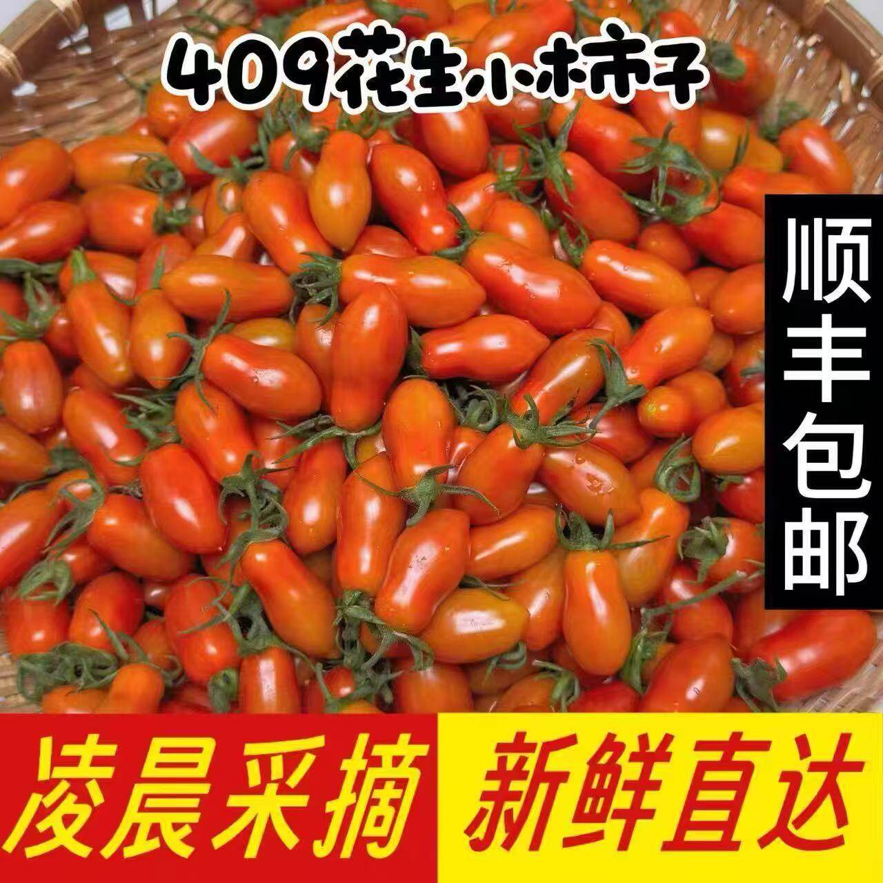 正宗丹东409小柿子新鲜小西红柿番茄现摘现发新鲜水果孕妇小孩吃