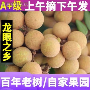 龙眼新鲜现摘现发整箱10斤包邮桂圆当季水果5斤