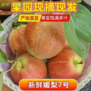 2025年新鲜山东媚梨7号特产七号梨鸭梨香甜皮薄汁多无渣产地阳信