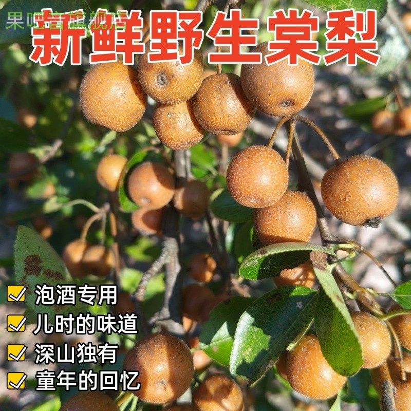 云南野生棠梨豆梨糖梨野梨鸟梨子山梨子现摘赤梨泡水煮水泡酒包邮