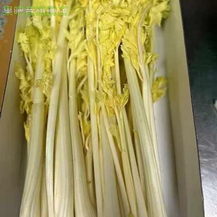 青岛马家沟精品芹菜马家沟芯芹菜精品酒店特色蔬菜新鲜青岛特产