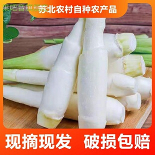 茭白新鲜农家蔬菜自产自销高笋茭瓜高瓜现摘现发孕妇月子带壳发货