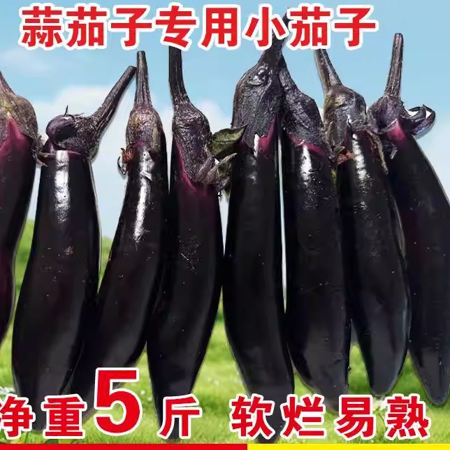 东北小紫茄子水果茄子蒜茄子蘸酱菜现摘现发新鲜紫把紫库农家自种