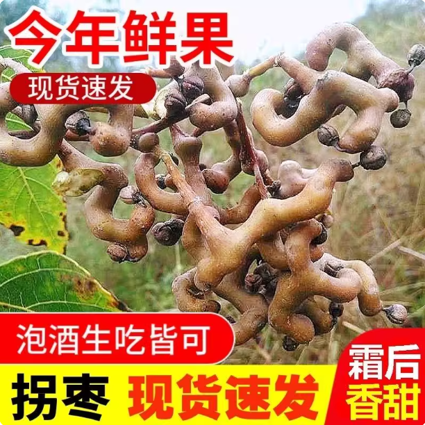 【现货】拐枣新鲜生吃25年秦岭生野万寿果枳椇子泡酒1斤5斤鸡爪梨