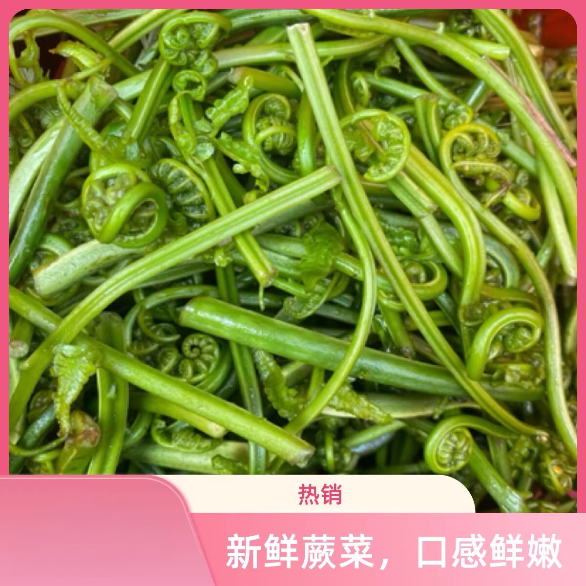 江西吉安安福特产蕨菜水蕨菜龙爪菜新鲜野菜拳头菜现摘现发