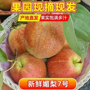2025年新鲜山东媚梨7号特产七号梨鸭梨香甜皮薄汁多无渣产地阳信
