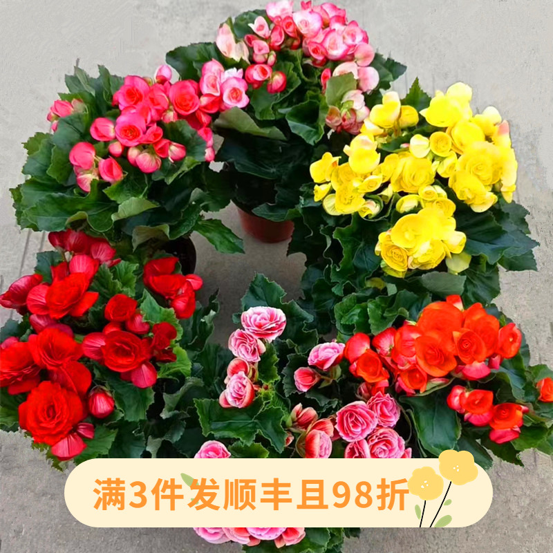 丽格海棠花苗重瓣四季玫瑰海棠盆栽带花苞室外阳台开花植物年宵花