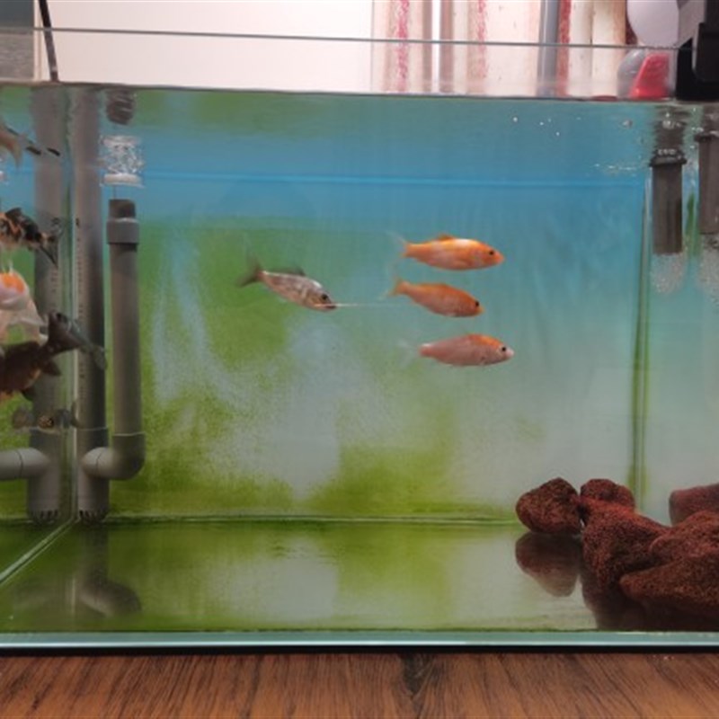 鱼缸外置管除油膜器外接陆地水泵旋转浮子鱼池改装DIY水族PVC管