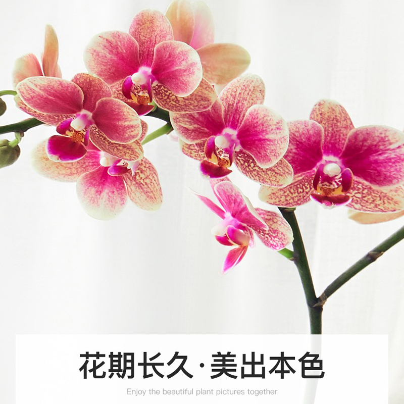 蝴蝶兰花卉带花盆栽观花植物室内好养四季开花阳台鲜花盆景植物