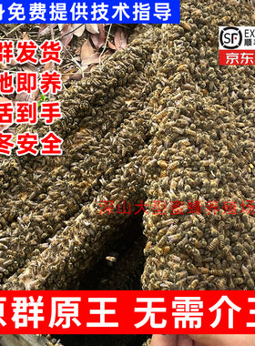 中蜂蜂群中蜂中华蜂养殖带新开产