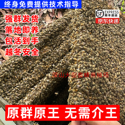 中蜂蜂群中蜂中华蜂养殖带新开产