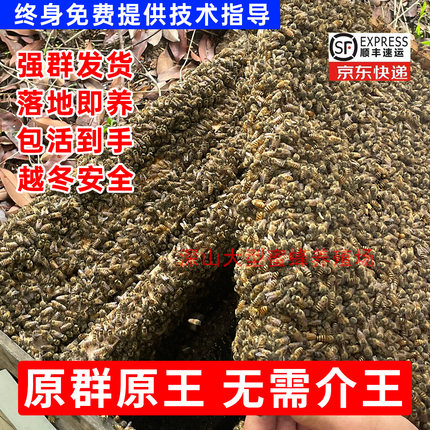 蜜蜂中蜂蜂群中蜂中华蜂养殖带阿坝新开产蜂王带子脾蜜蜂活蜂新手