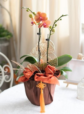 中国结紫色韩式方形包布双层花盆花艺礼品袋手提袋花蝴蝶兰包布装