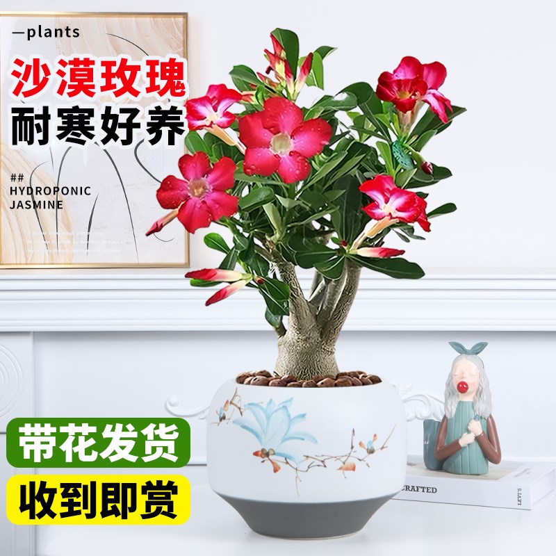 沙漠玫瑰盆栽带花苞特大号多肉植物室内阳台花卉植物精品十年老桩