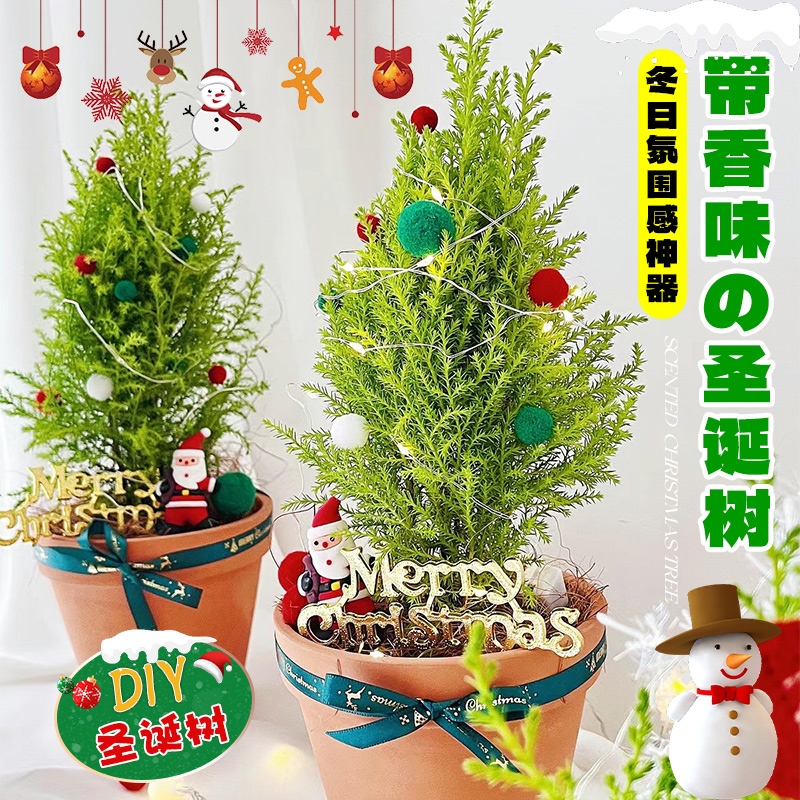 小香松盆栽耶诞树室内植物装饰真树客厅绿植好养活四季花卉小礼物