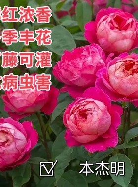 奥斯丁本杰明布里顿藤本月季花苗鲜红色浓香多季丰花阳台庭院花卉