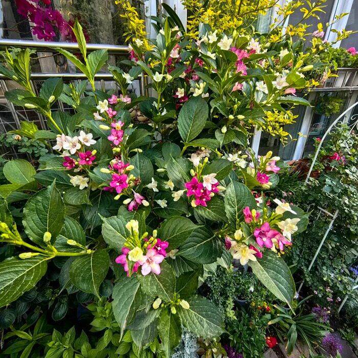 五彩锦带树苗盆栽多季开花别墅庭院花树绿化风景树花卉耐寒驱蚊虫