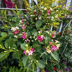 五彩锦带树苗盆栽多季开花别墅庭院花树绿化风景树花卉耐寒驱蚊虫