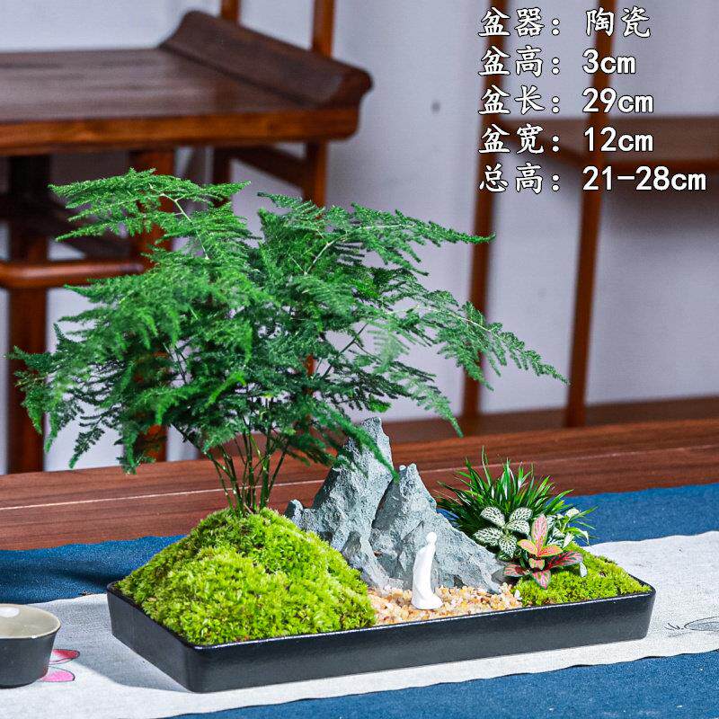 二重山文竹禅意微景观花卉绿植新中式装饰摆件茶桌办公室小盆景