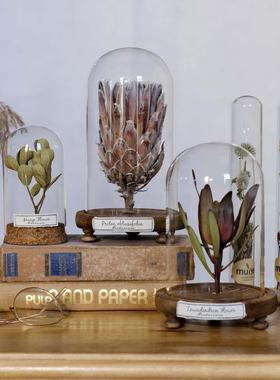 玻璃罩植物标本干花文艺复古家居摆件书架桌面陈列创意礼物科普