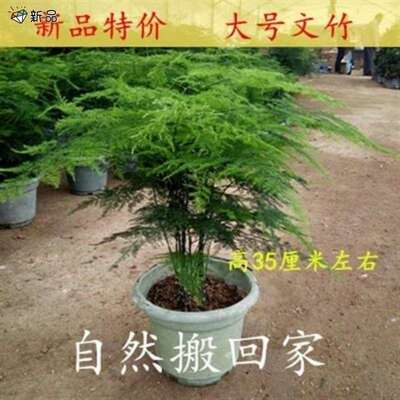 大文竹不含盆家用室内客厅绿植花卉盆栽办公室桌面植物文松盆景