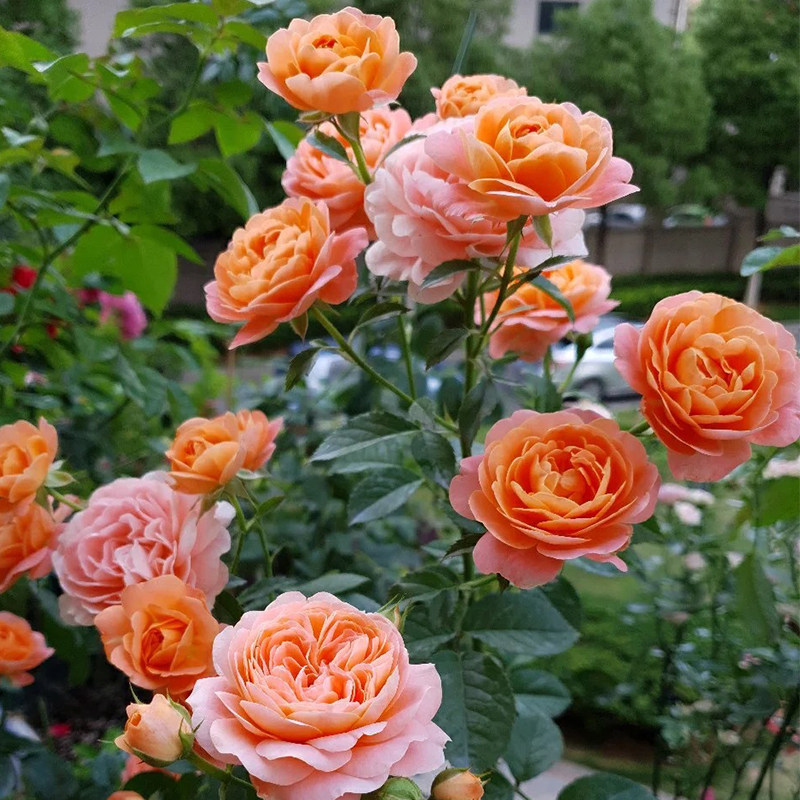 果汁阳台月季花苗盆栽庭院玫瑰大花多季开花花卉绿植花苗中大苗,鲜花速递/花卉仿真/绿植园艺,时令草本花卉,淘宝优惠券,粉丝福利购,淘宝优惠卷