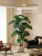 模拟绿色植物Monstera 饰 豪华盆栽办公室装 Deliciosa经典 易接近