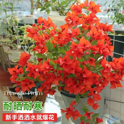 精品三角梅室外耐寒耐热一年四季开花植物盆栽带花苗可暴晒绿植禄