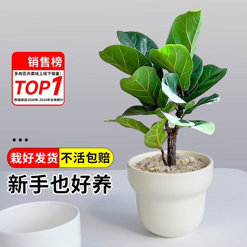 适合懒人养的花琴叶榕盆栽四季长青客厅办公室好养活大叶植物盆景