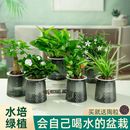 好养 下单立减50 发财树室内植物绿箩富贵竹水培绿植四季