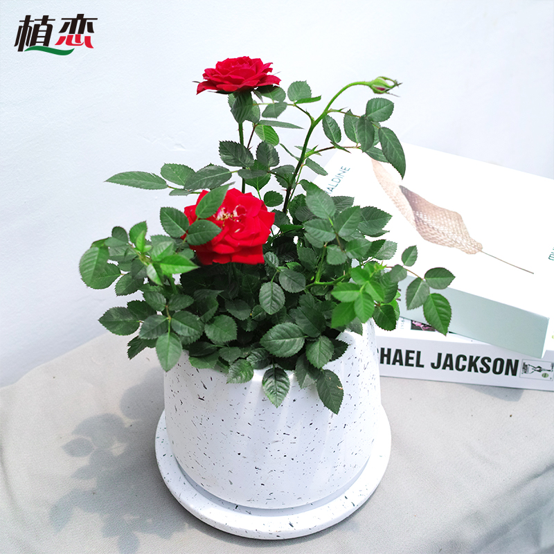 玫瑰花 盆栽盆景绿植窗台阳台庭院花卉苏州无锡常熟吴江配送绿植