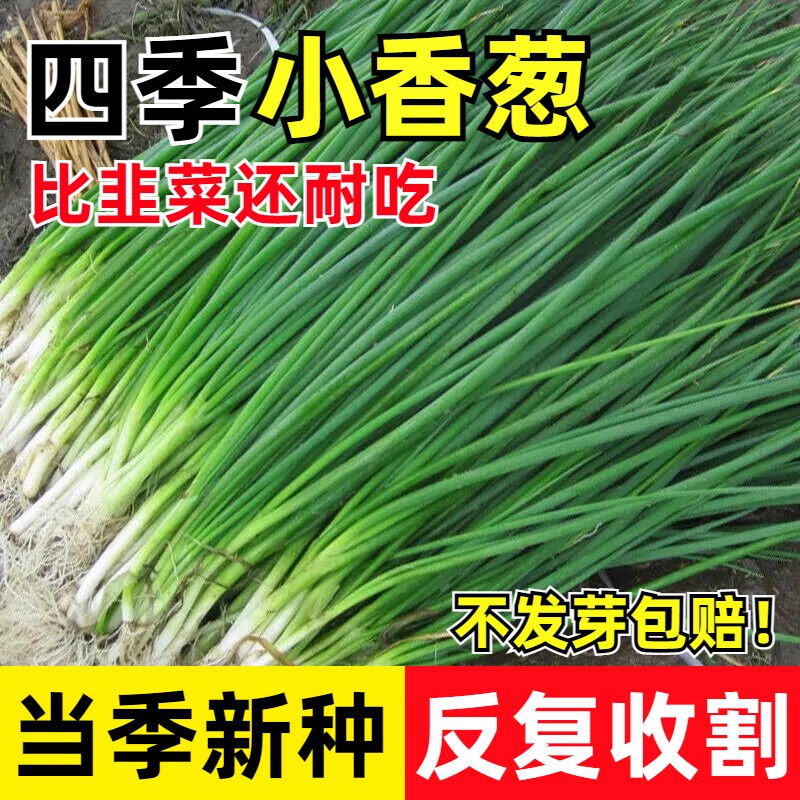 清香四季葱种子正宗南方四季小香葱种子香味浓耐寒耐旱耐热蔬菜籽 - 实物图
