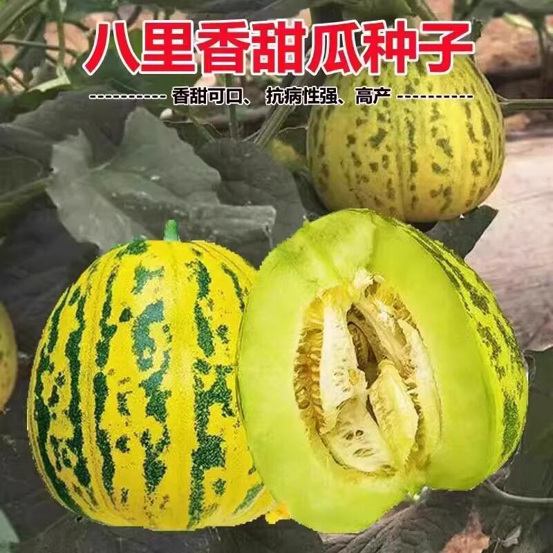 八里香甜瓜种子瓜籽东北特产花姑娘绿宝甜瓜绿肉甜瓜十里香花蕾瓜