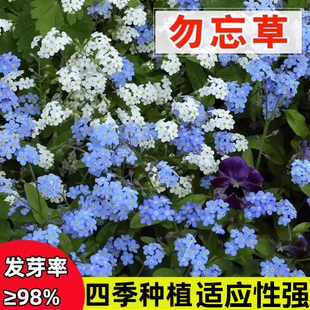 勿忘我种子四季易种花籽宿根多年生勿忘草庭院阳台盆栽花卉花种籽