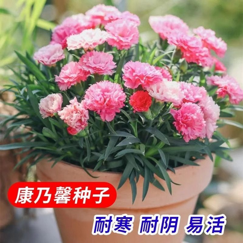 重瓣康乃馨种子四季播种开花盆栽家庭园艺种子