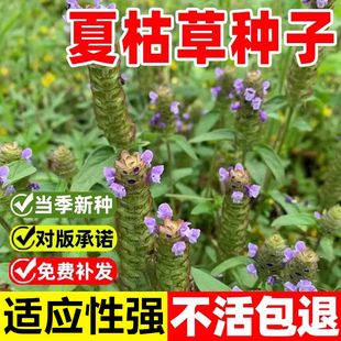 夏枯草种子麦穗花草夏谷草夏古草夏菇草夏谷球一年生花草植物种籽