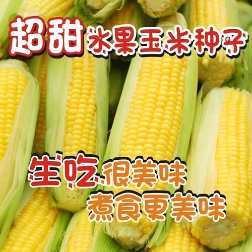 超甜水果玉米种子浙泰甜928双色水果玉米甜玉米种子生吃脆甜无渣
