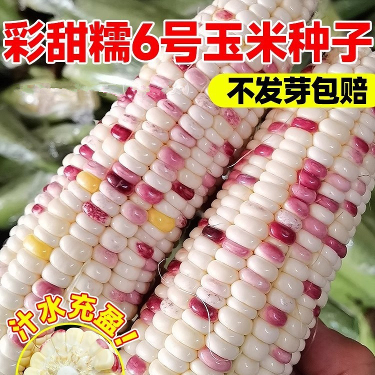 彩甜糯6号糯玉米种子矮杆大棒高产抗病超甜鲜食杂交大田四季种籽