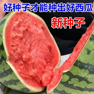 8424冰糖麒麟美都无籽巨型特大懒汉黑美人高产早熟盆栽西瓜种子