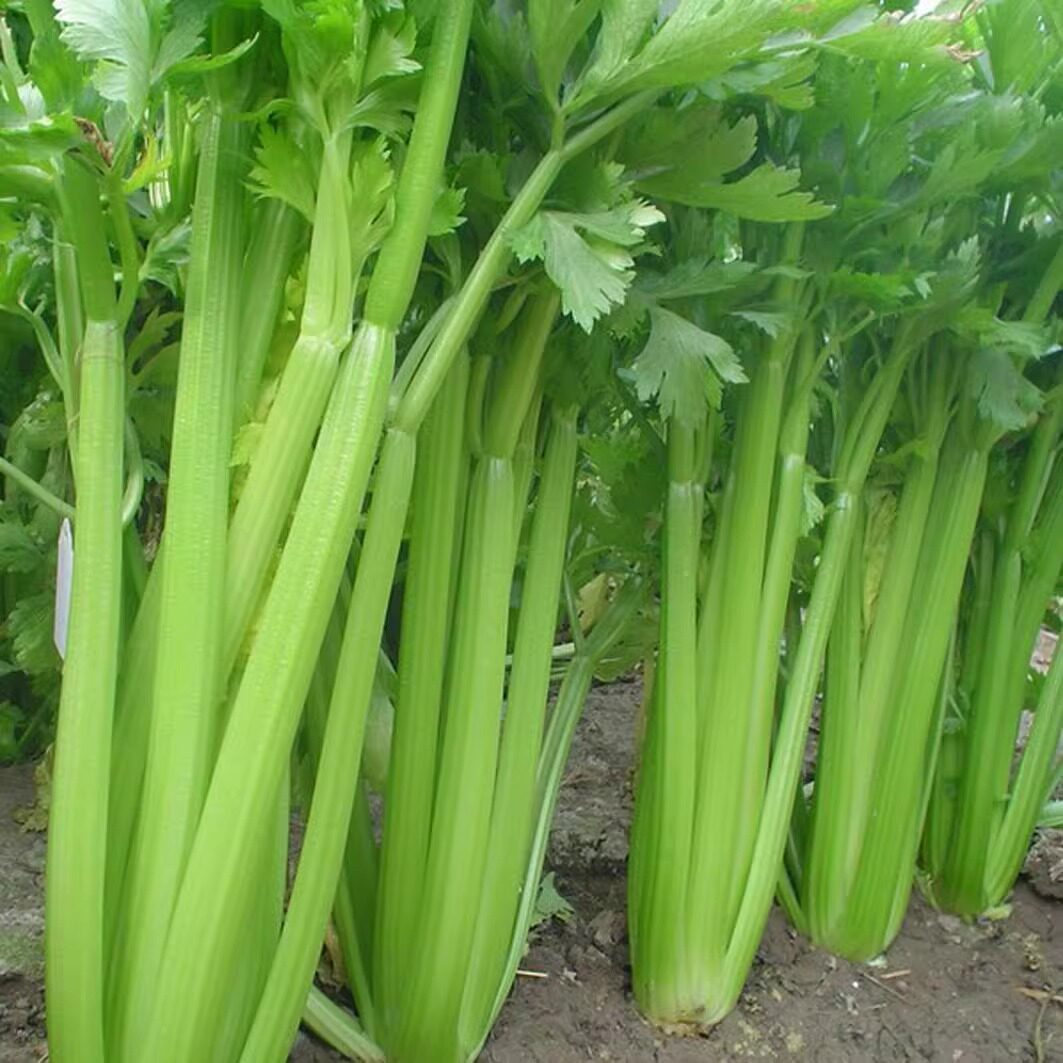 四季小香芹种子孑速芹菜西芹津南实芹清脆爽口花园盆栽蔬菜种籽