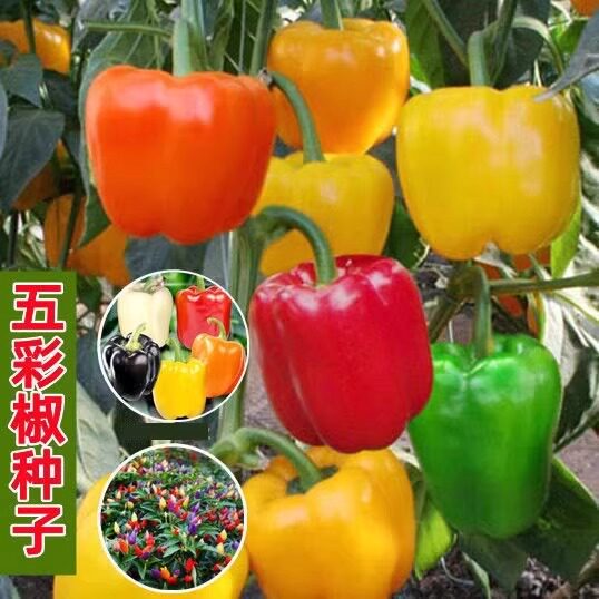 辣椒种子 五彩甜椒种籽七彩五彩家庭园艺种子