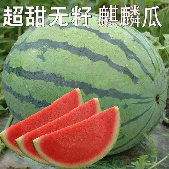 金凯瑞大果麒麟西瓜种子杂交大果高产甜花皮红瓤西瓜耐低温