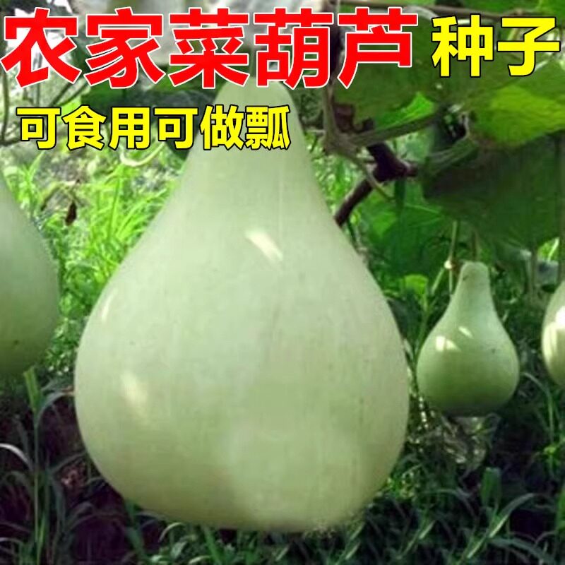 瓢葫芦种子老品种农家菜葫芦种籽家庭园艺种子
